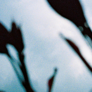 章子怡被黑人玩高潮了几次
